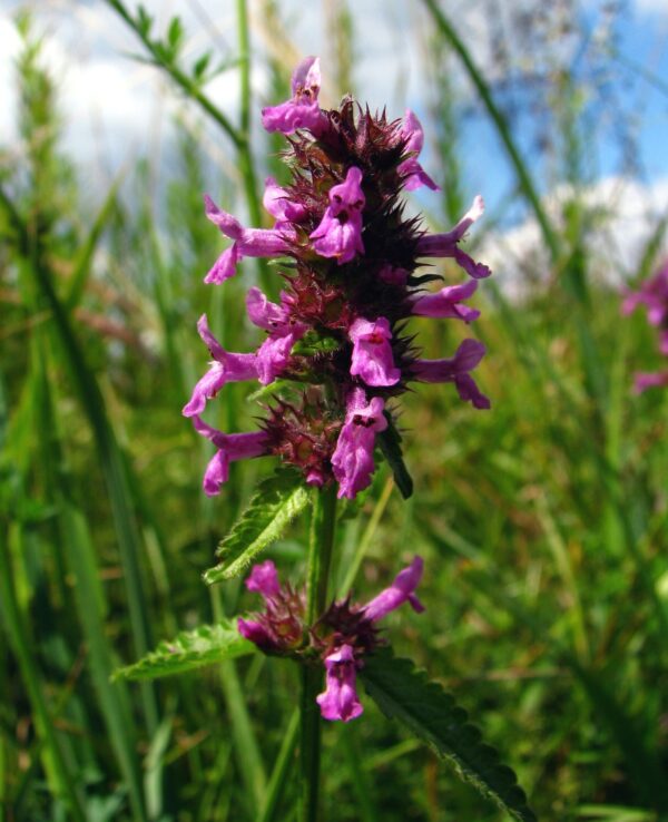 Agnieszka Kwiecień (Nova), CC BY-SA 4.0 , via Wikimedia Commons